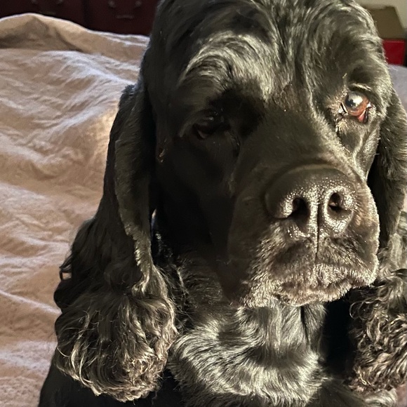 Meet your Posher, Jan - Picture 1 of 2